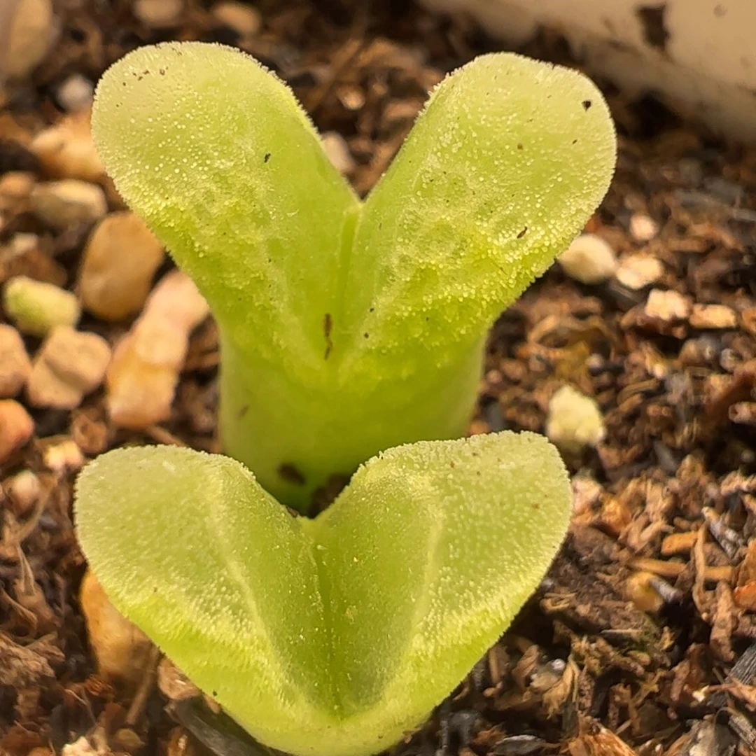 ，257多肉植物百科