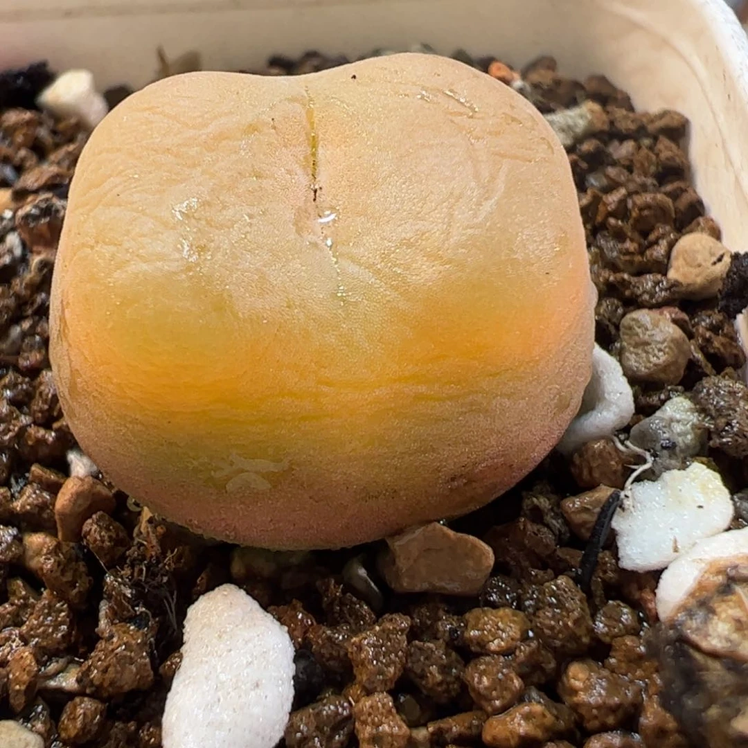 25029多肉植物百科