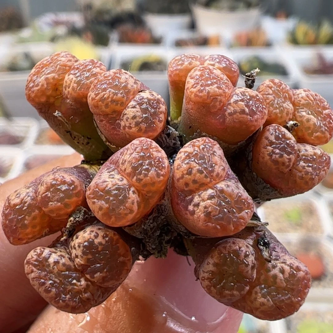 408多肉植物百科