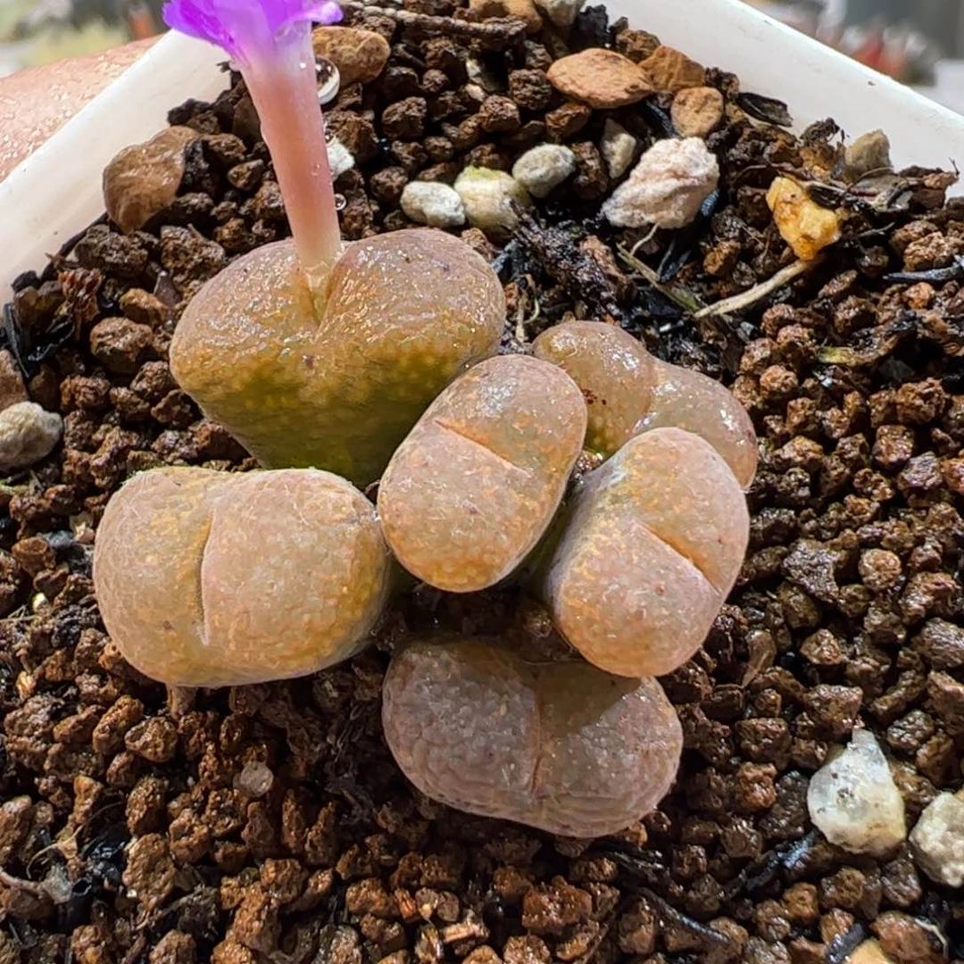 19033多肉植物百科
