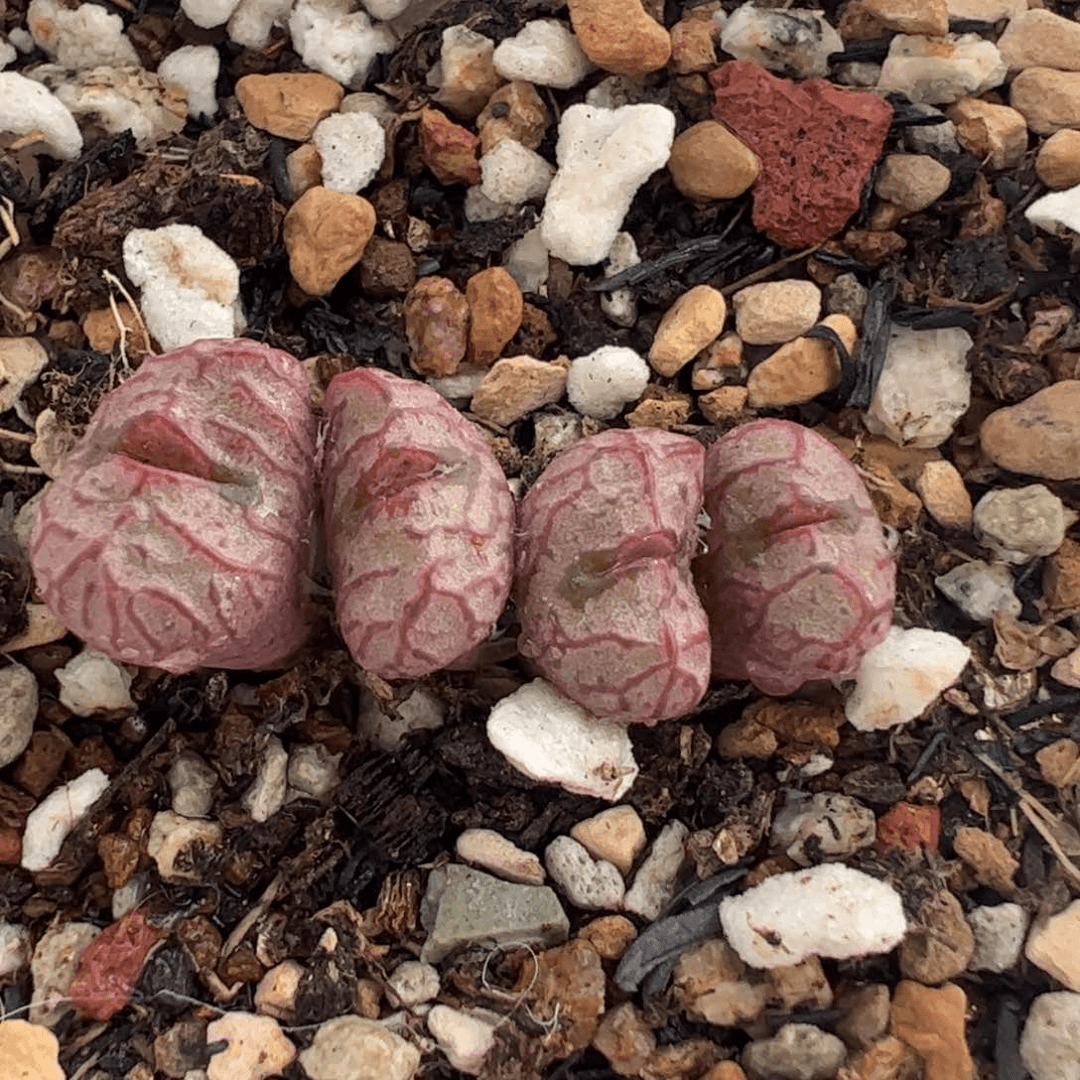 2803322多肉植物百科