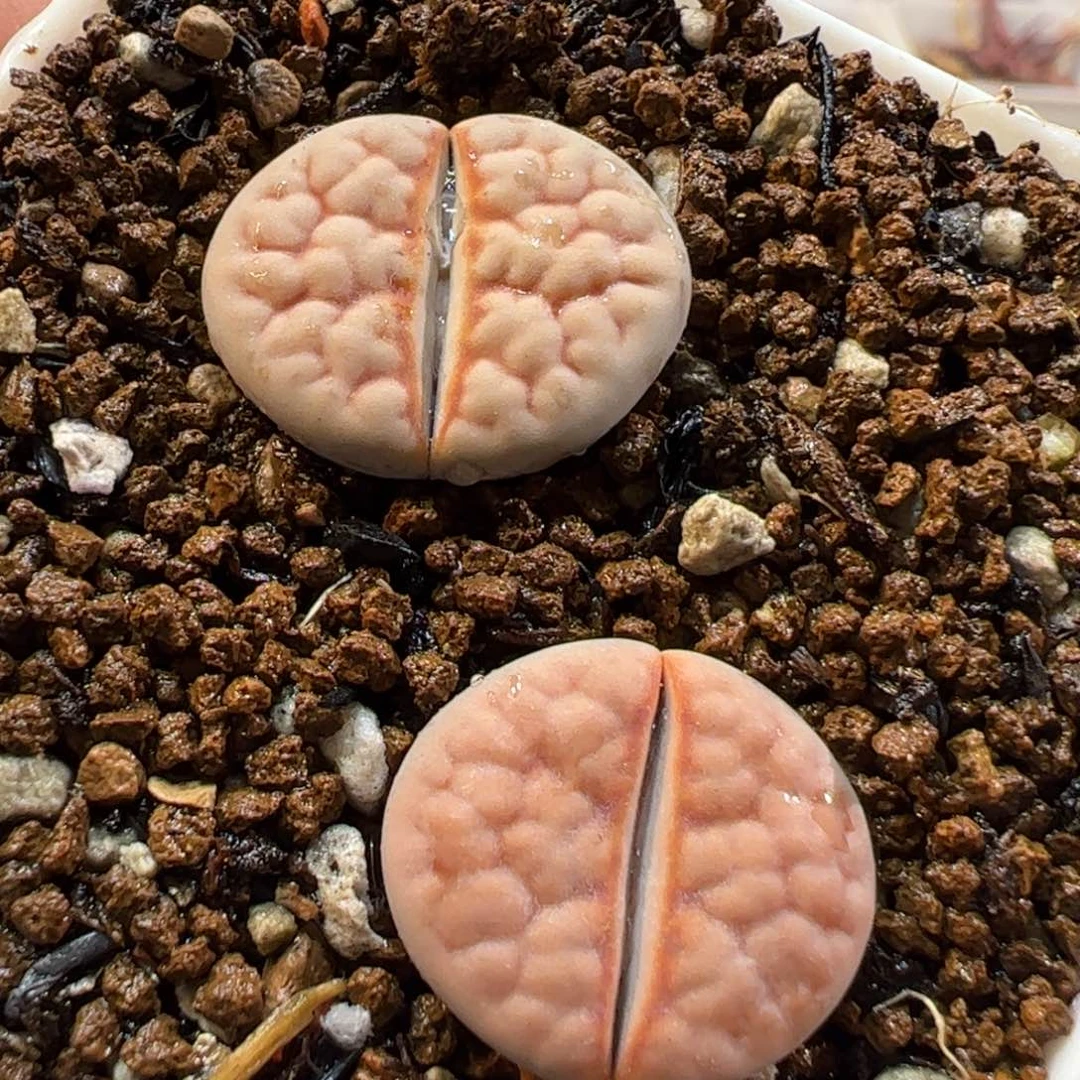 170189多肉植物百科