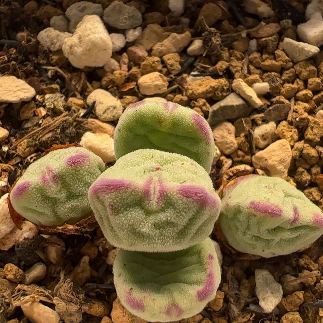 46多肉植物百科百科