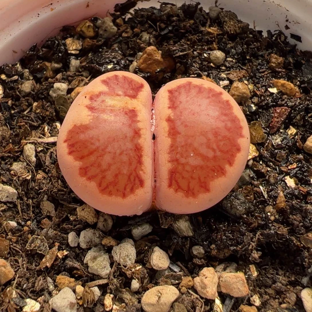 30022多肉植物百科