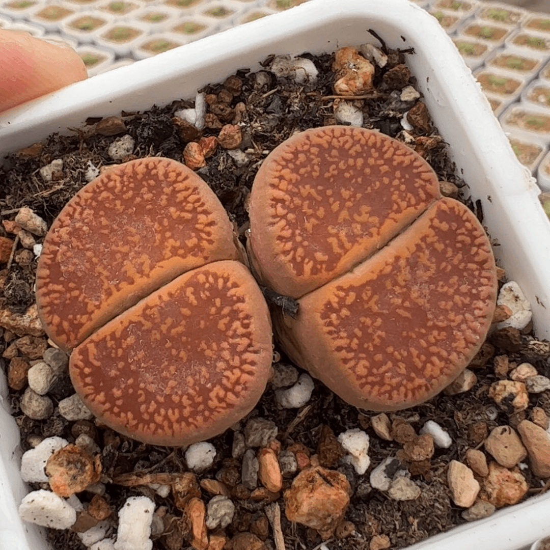 180251多肉植物百科