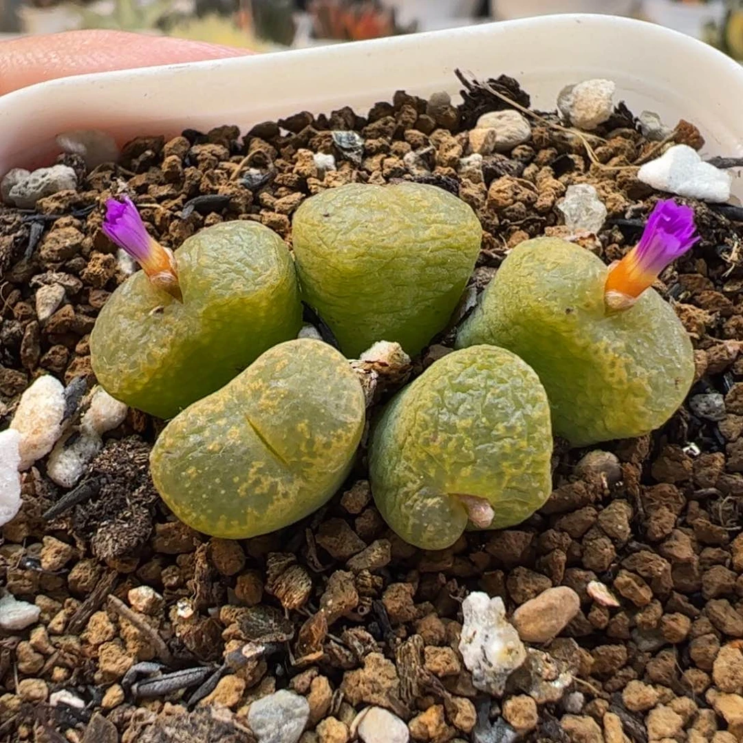 27070多肉植物百科