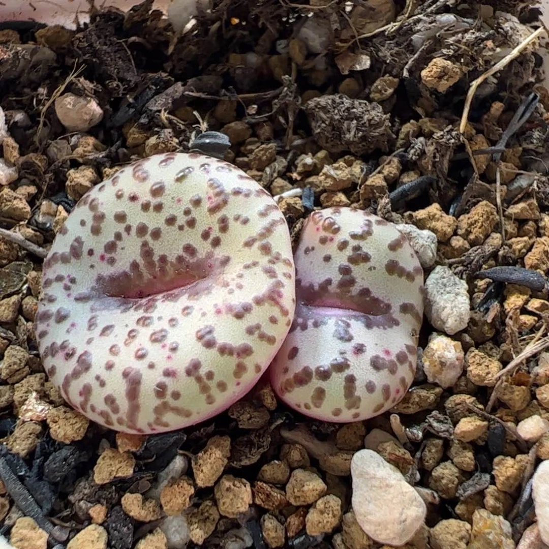 180146多肉植物百科