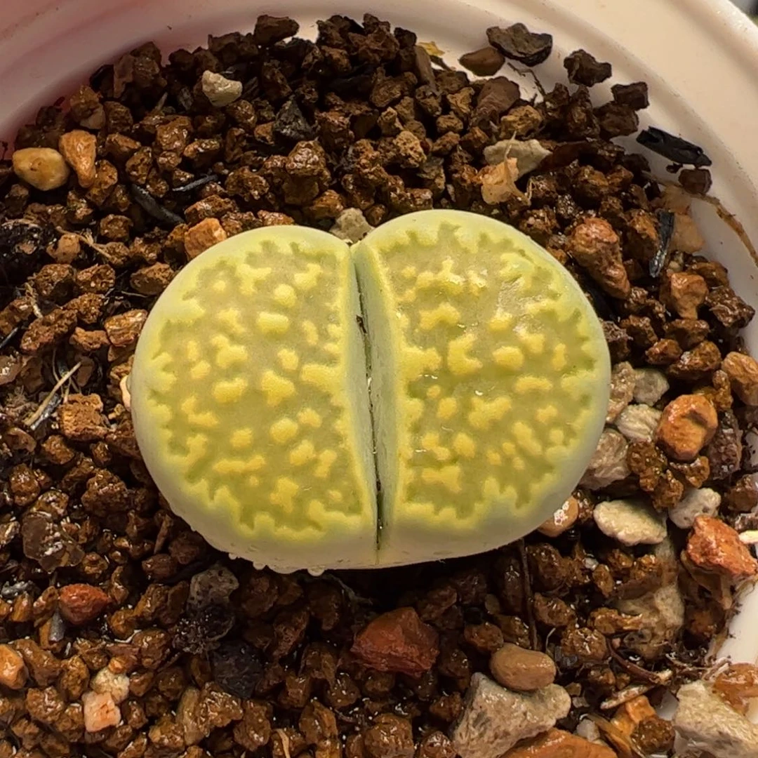 07041多肉植物百科