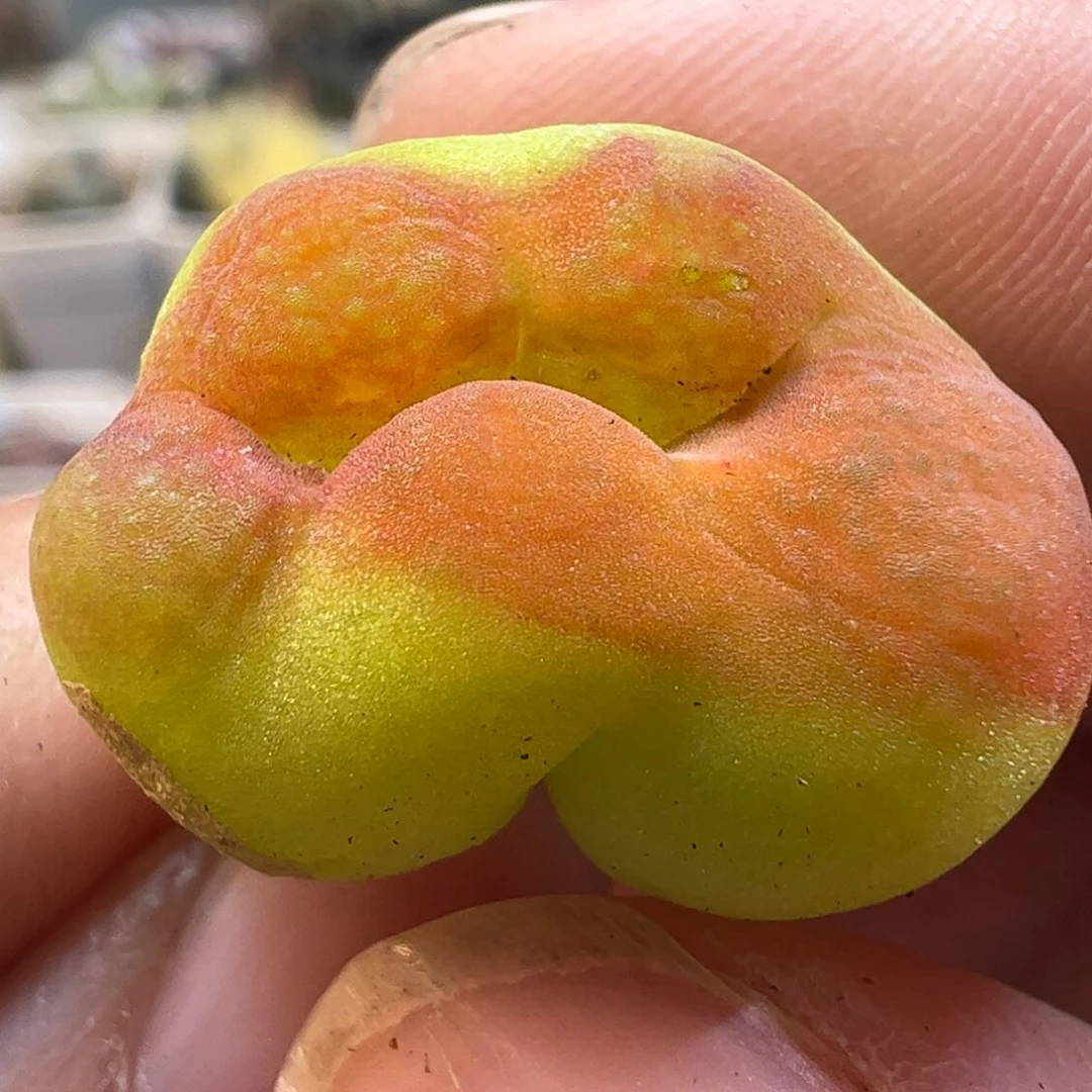 335多肉植物百科