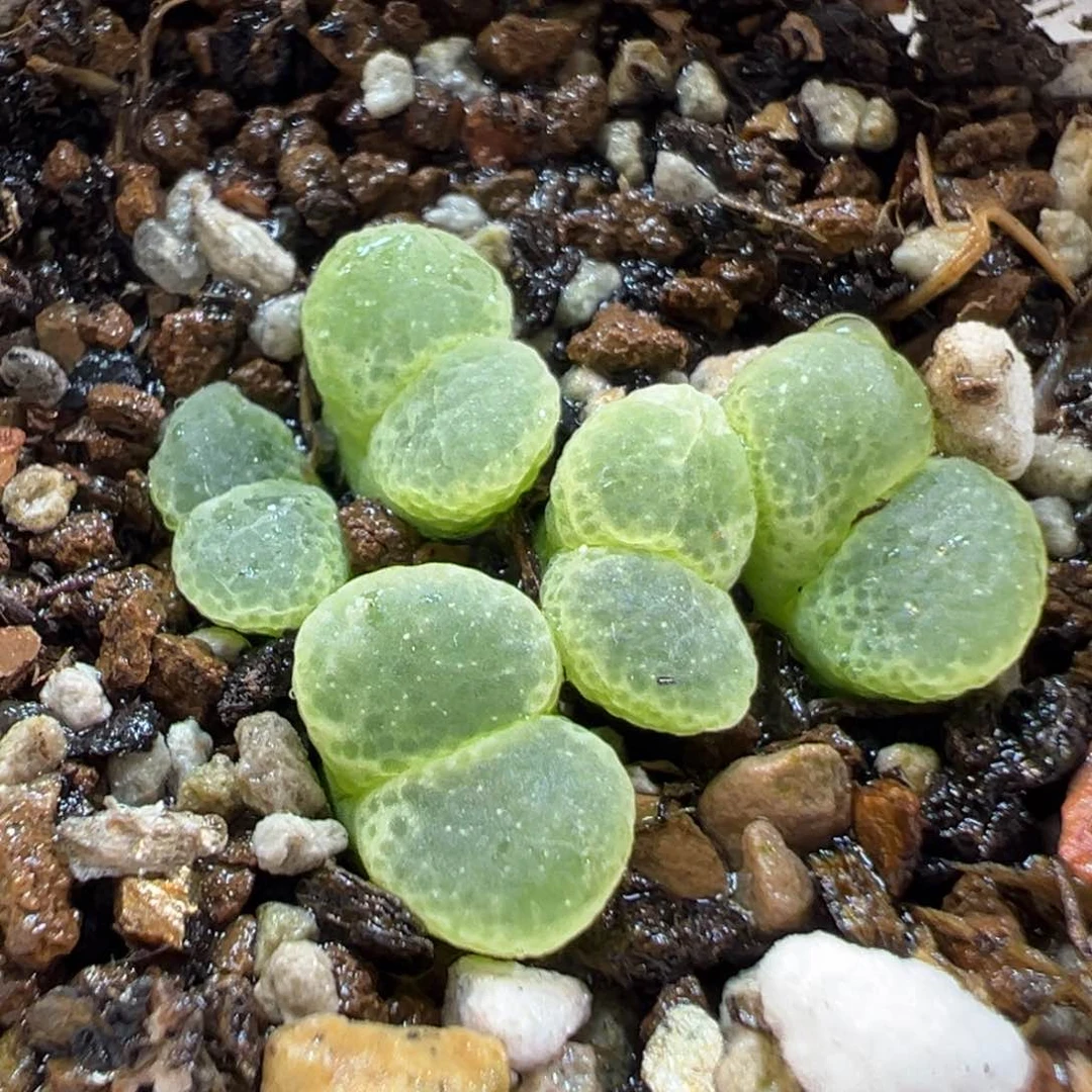 24083多肉植物种类