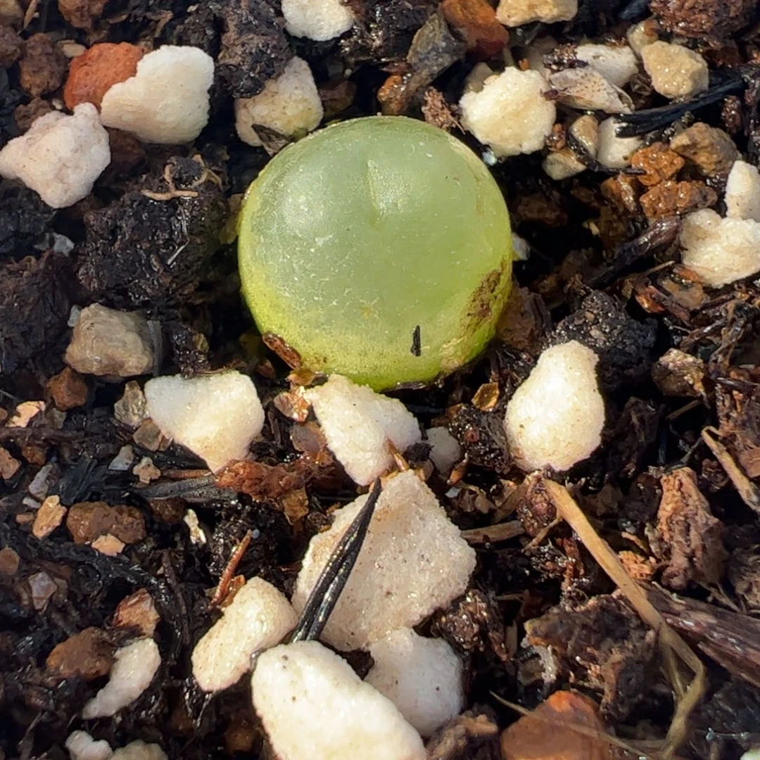 08024多肉植物百科