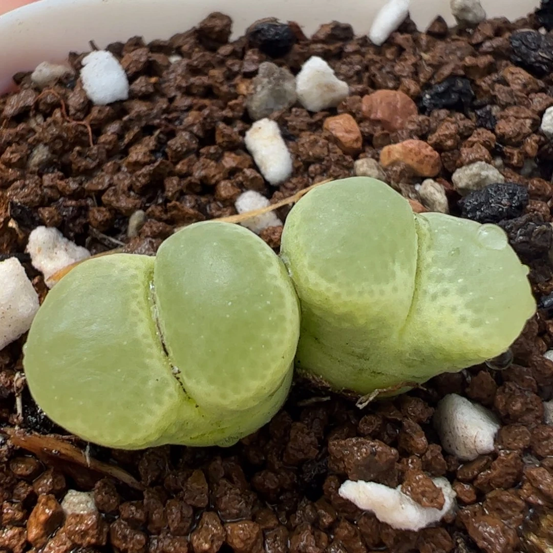 170206多肉植物百科