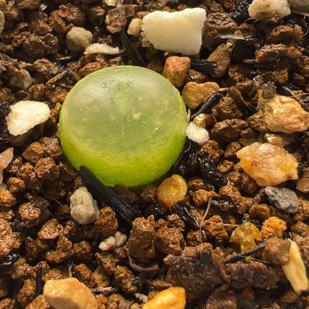 160151多肉植物百科