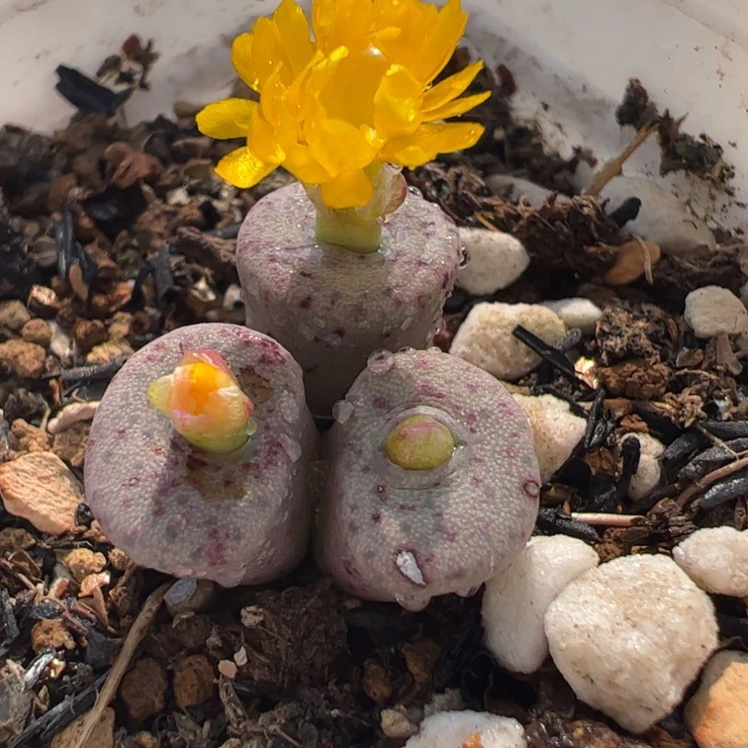 030230多肉植物百科