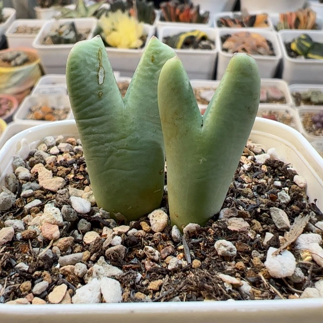 270174多肉植物百科