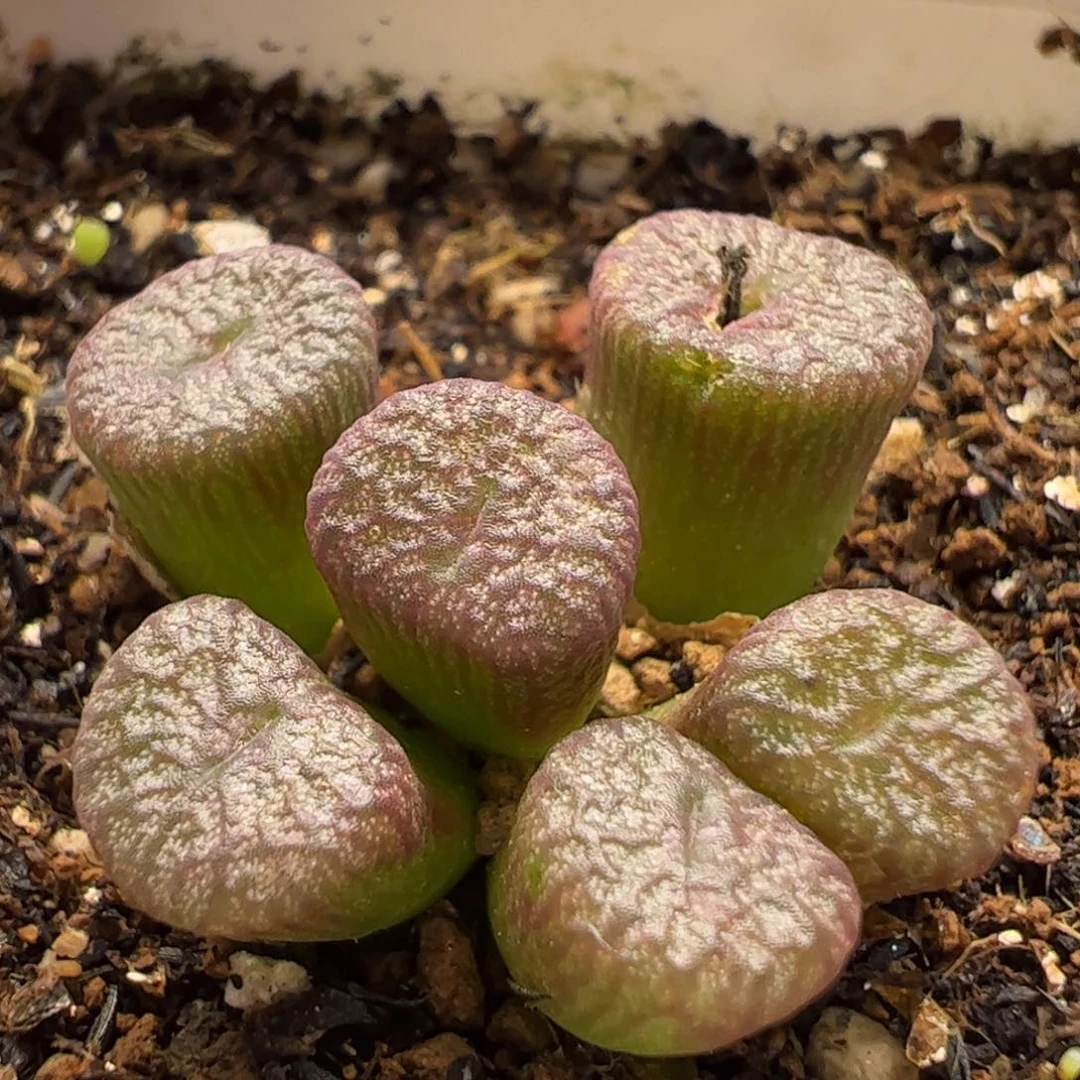 181多肉植物百科