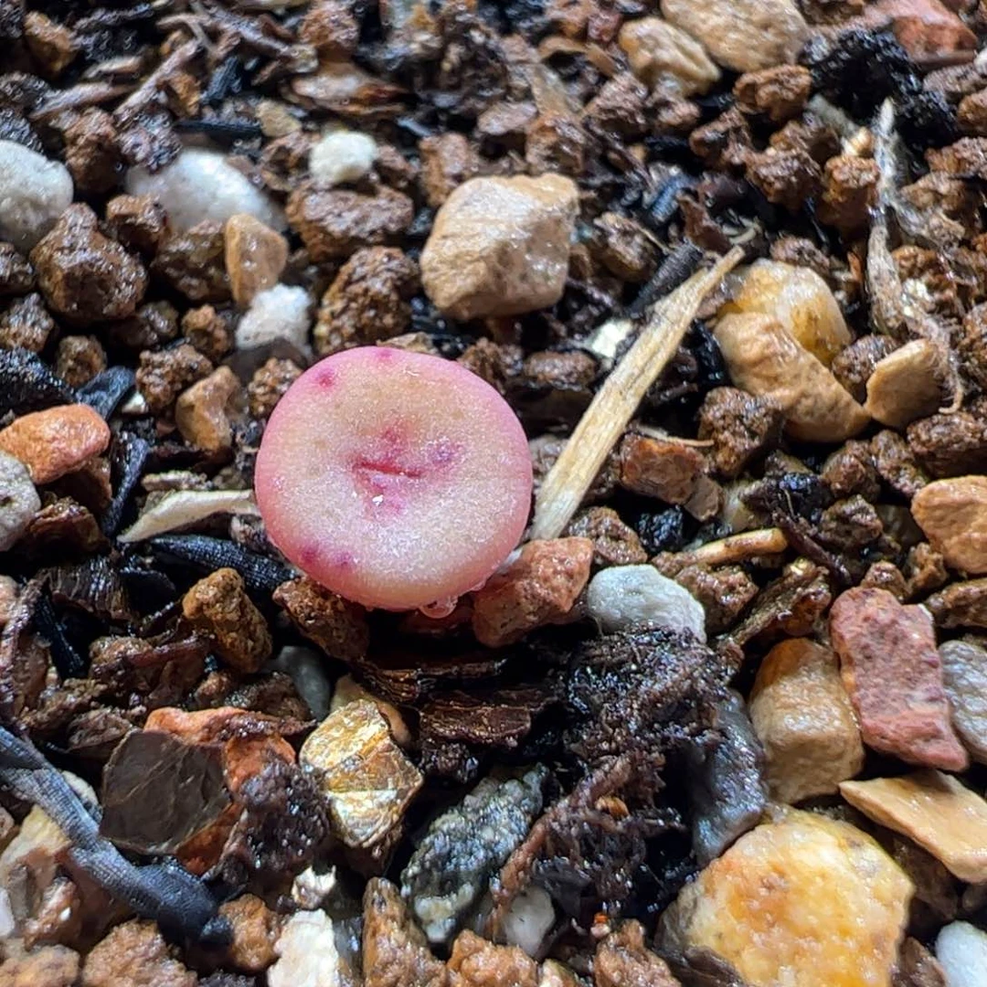 19065多肉植物百科