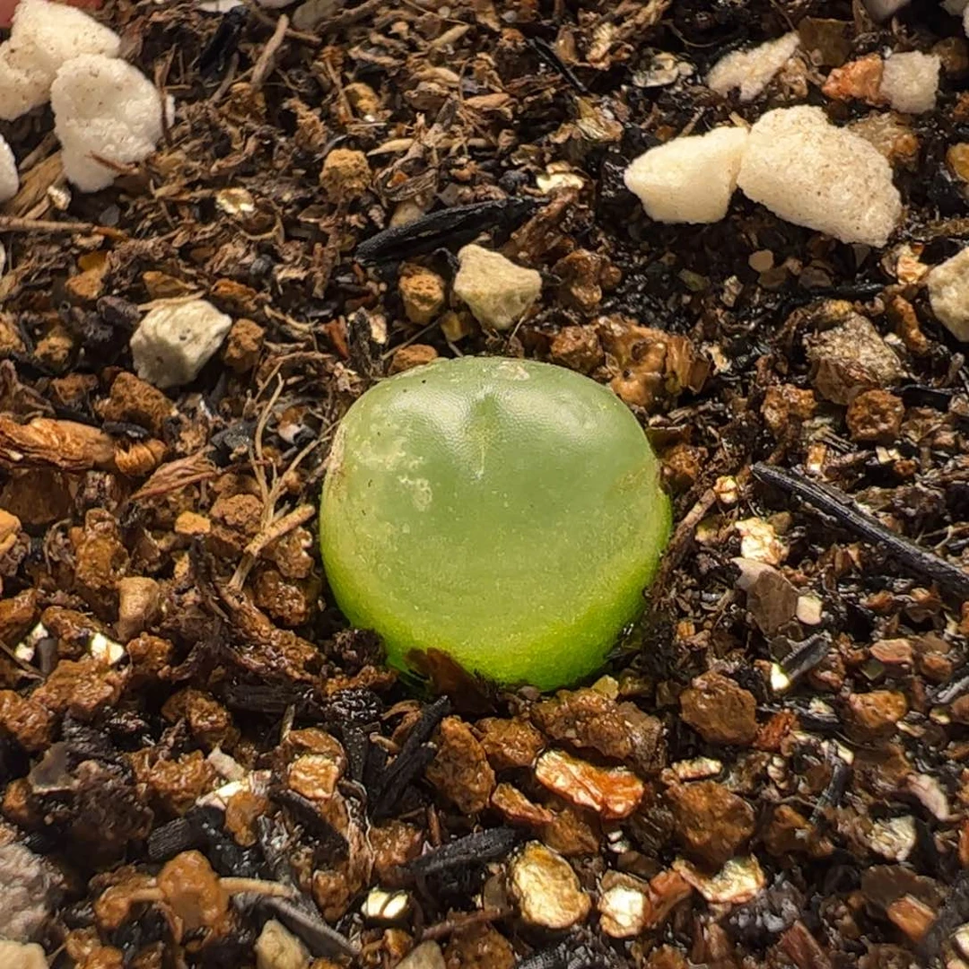 060114多肉植物百科