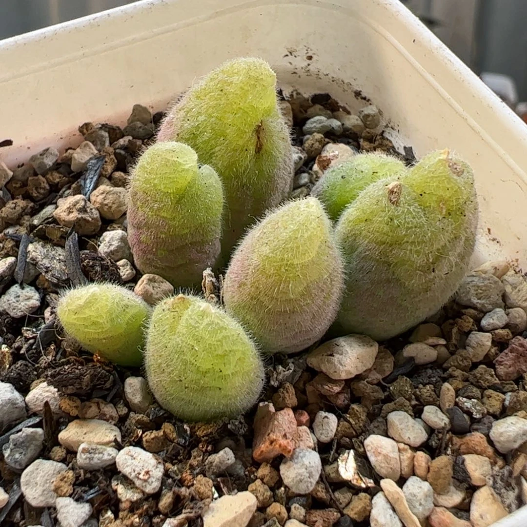 180184多肉植物百科