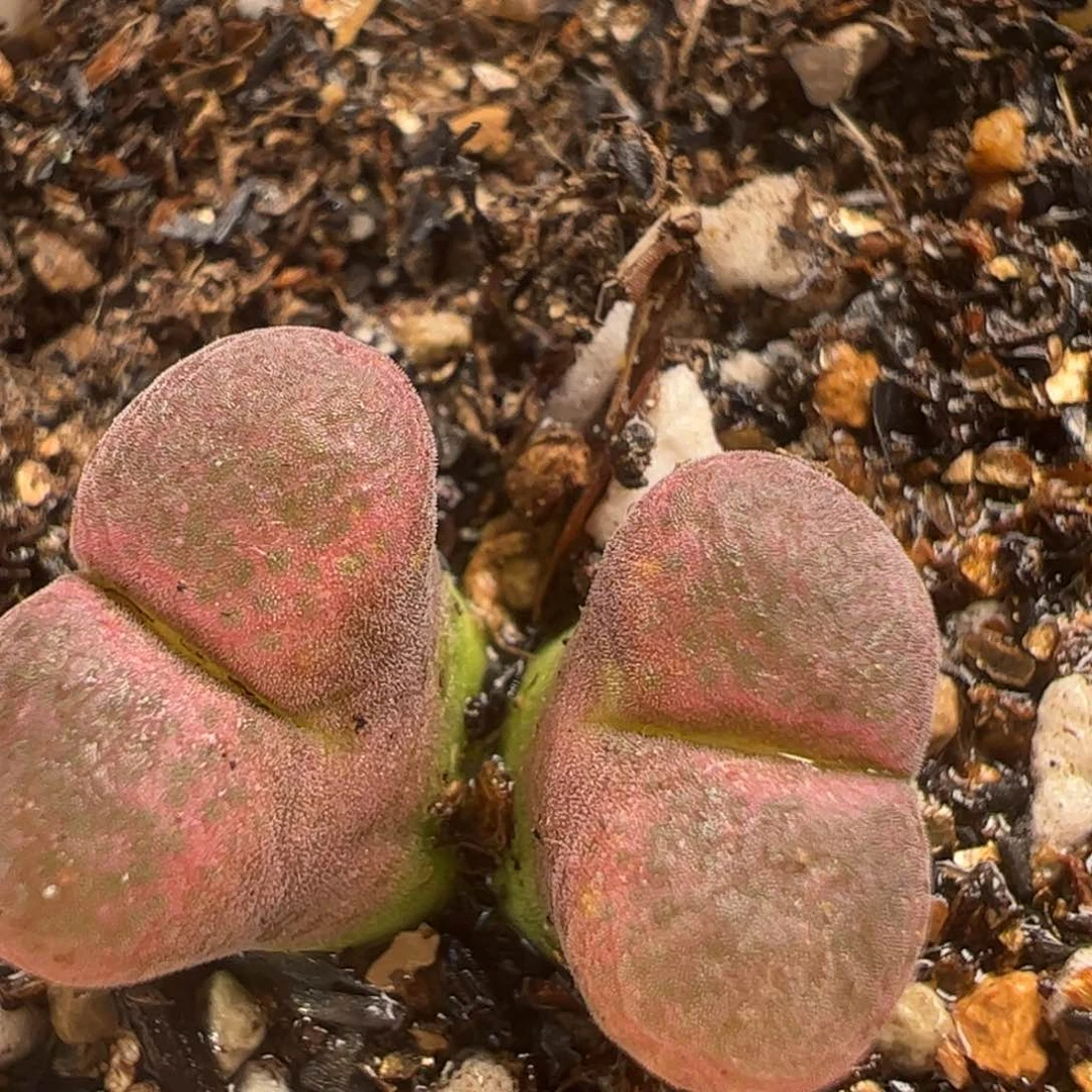 34多肉植物百科知识