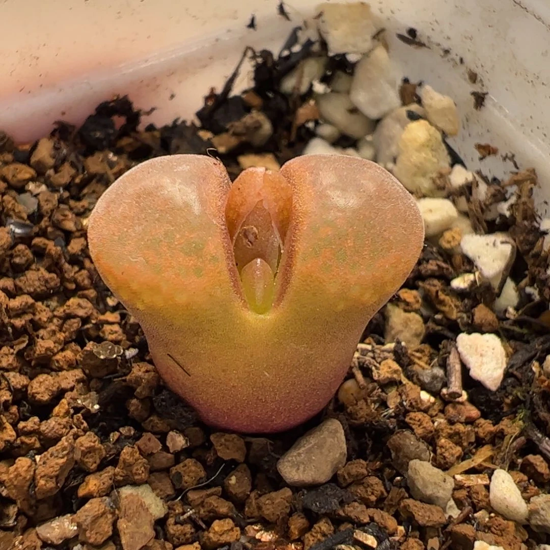 16084多肉植物百科