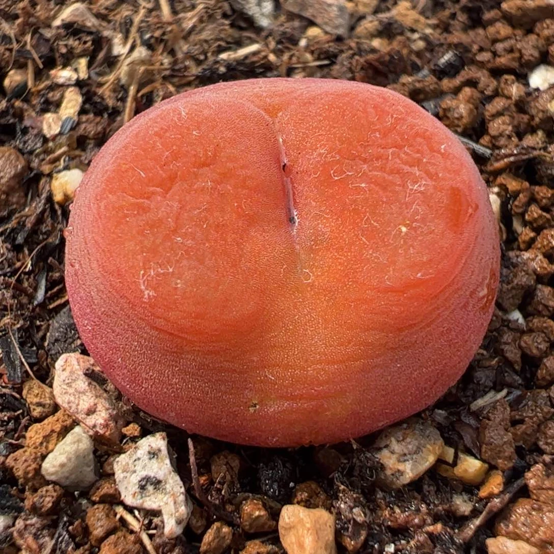 290160多肉植物百科