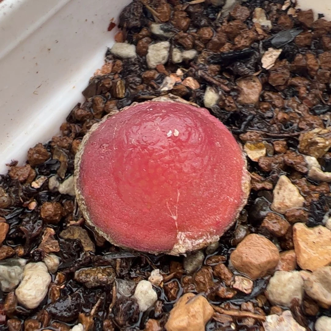 270200多肉植物百科