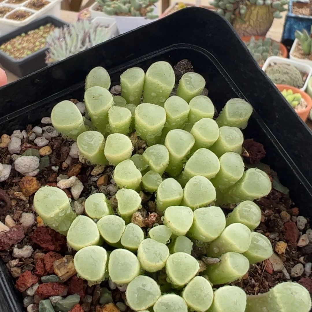 270221多肉植物百科