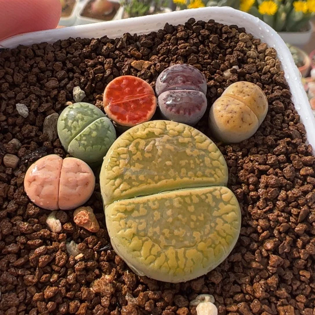 030135多肉植物百科