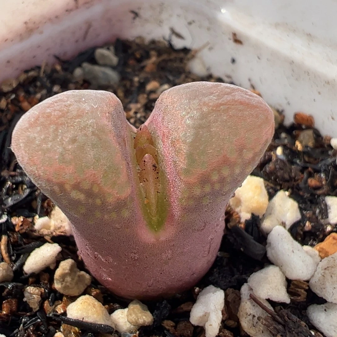 100148多肉植物百科