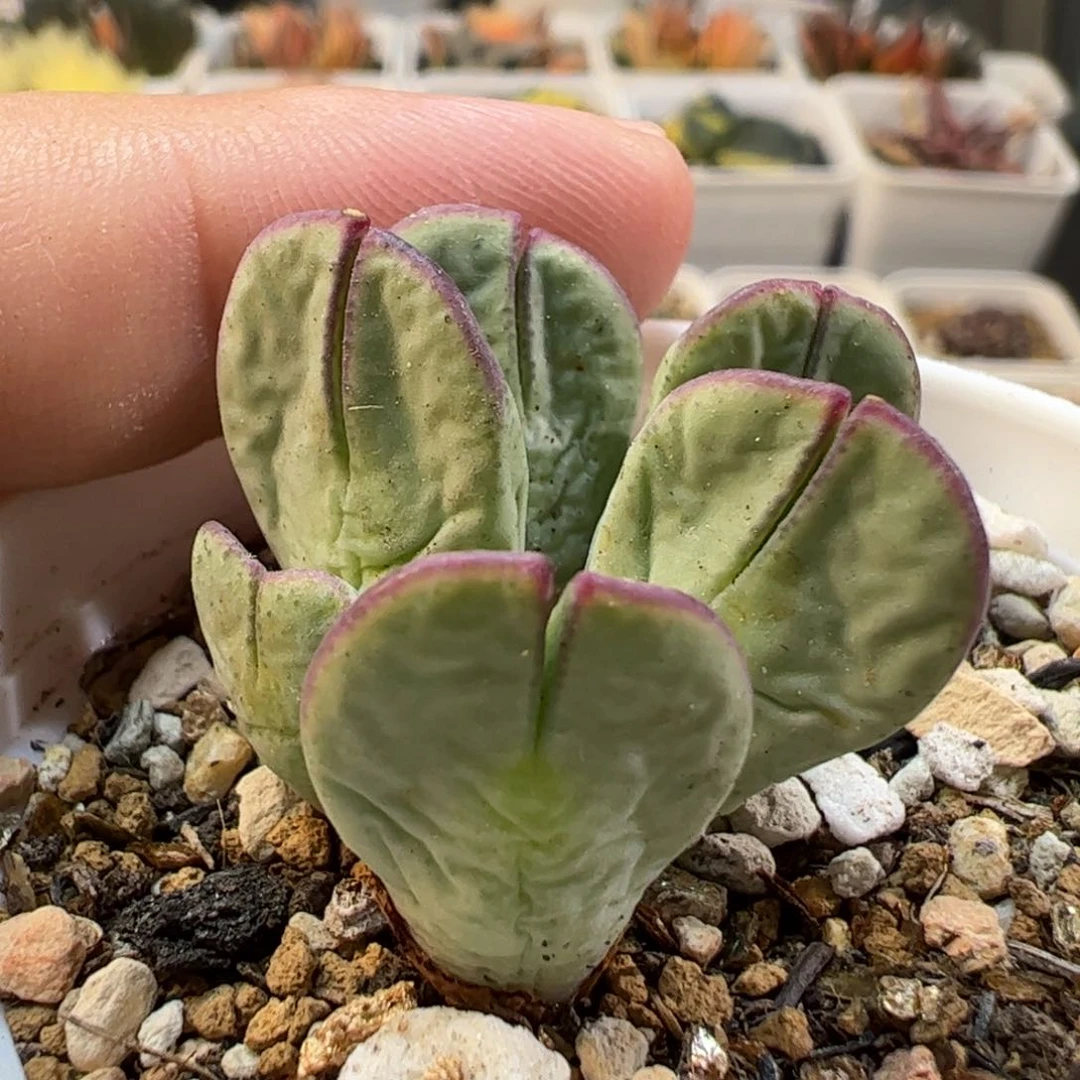 19026多肉植物百科