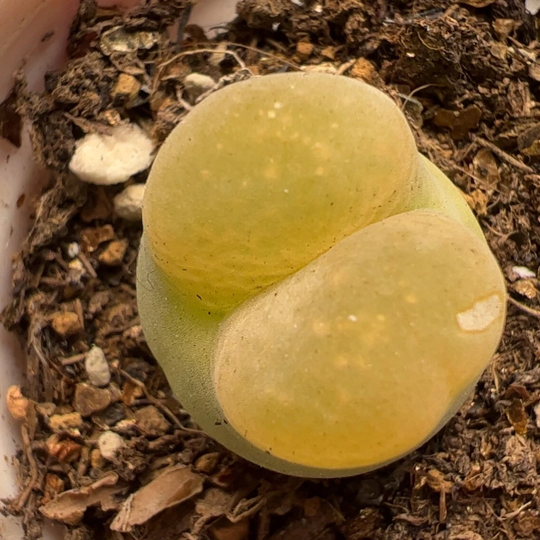 和257多肉植物百科