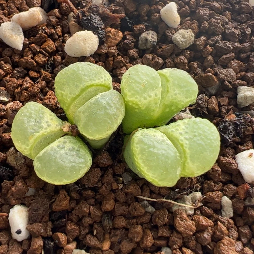 25081多肉植物百科