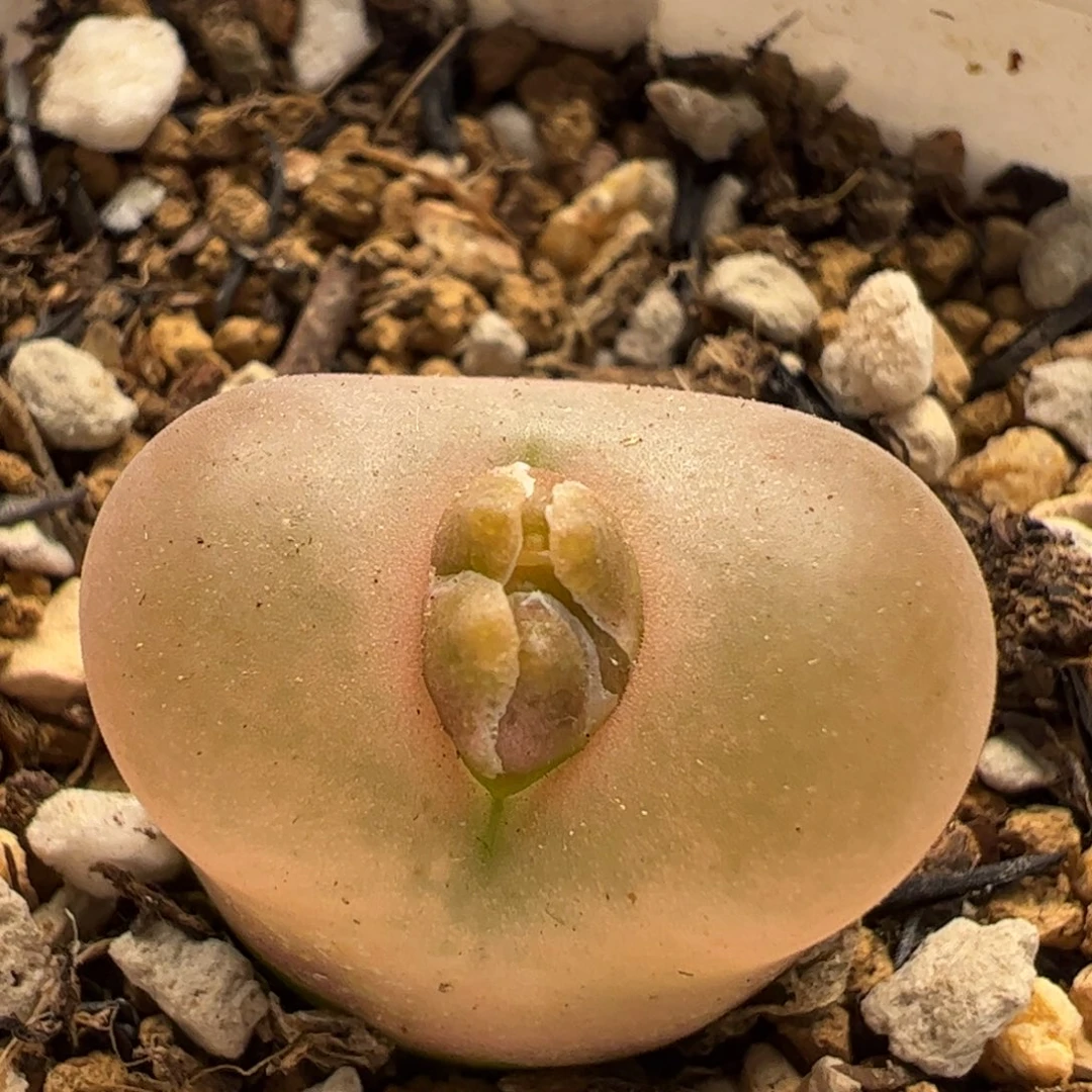 50多肉植物百科知识