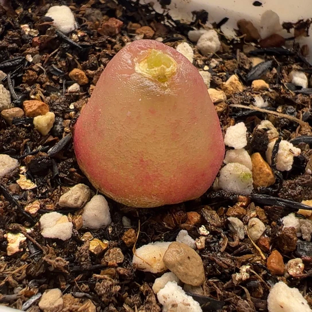 2704多肉植物百科