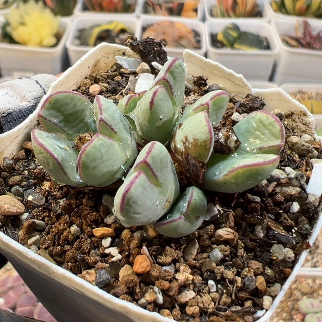 24031多肉植物种类