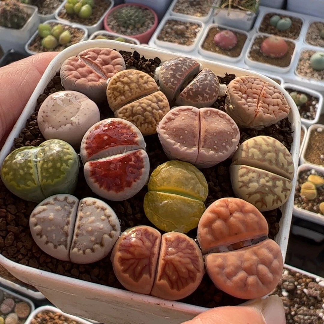 250多肉植物百科