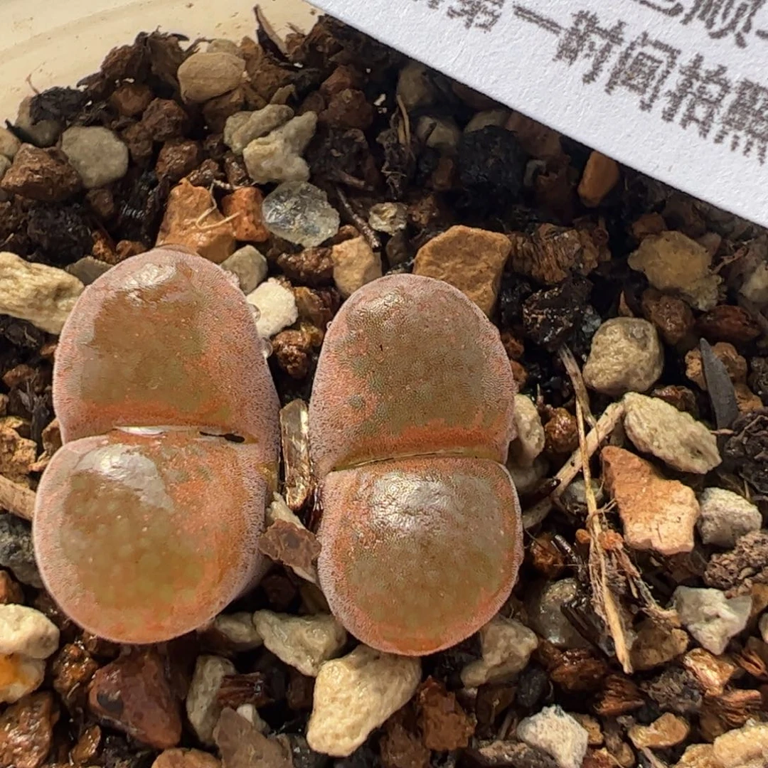212多肉植物百科