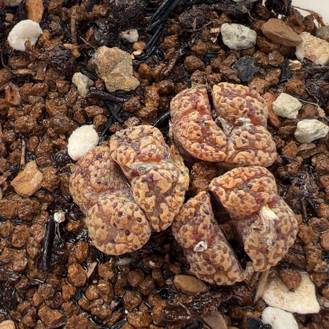 230174多肉植物百科