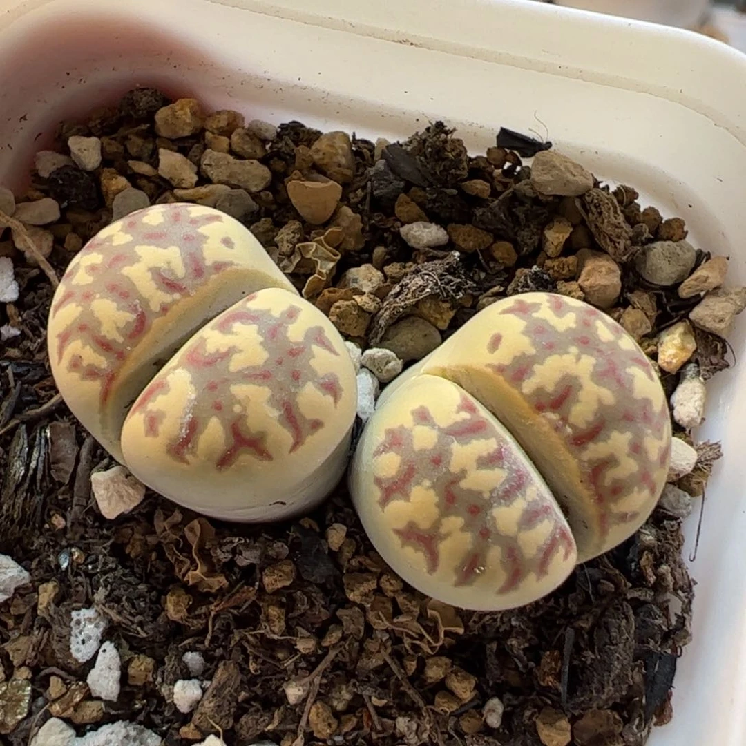 270167多肉植物百科