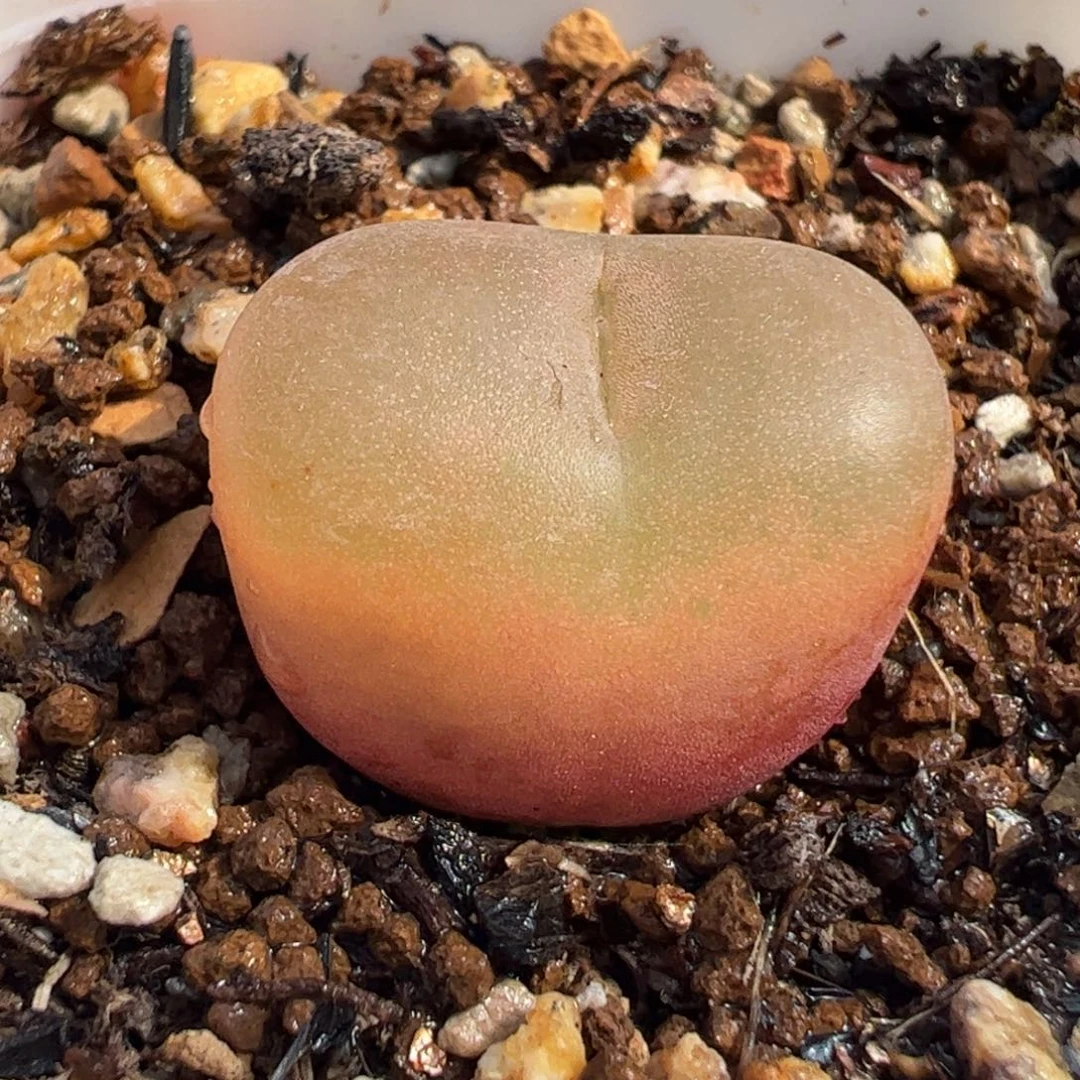 08096多肉植物百科