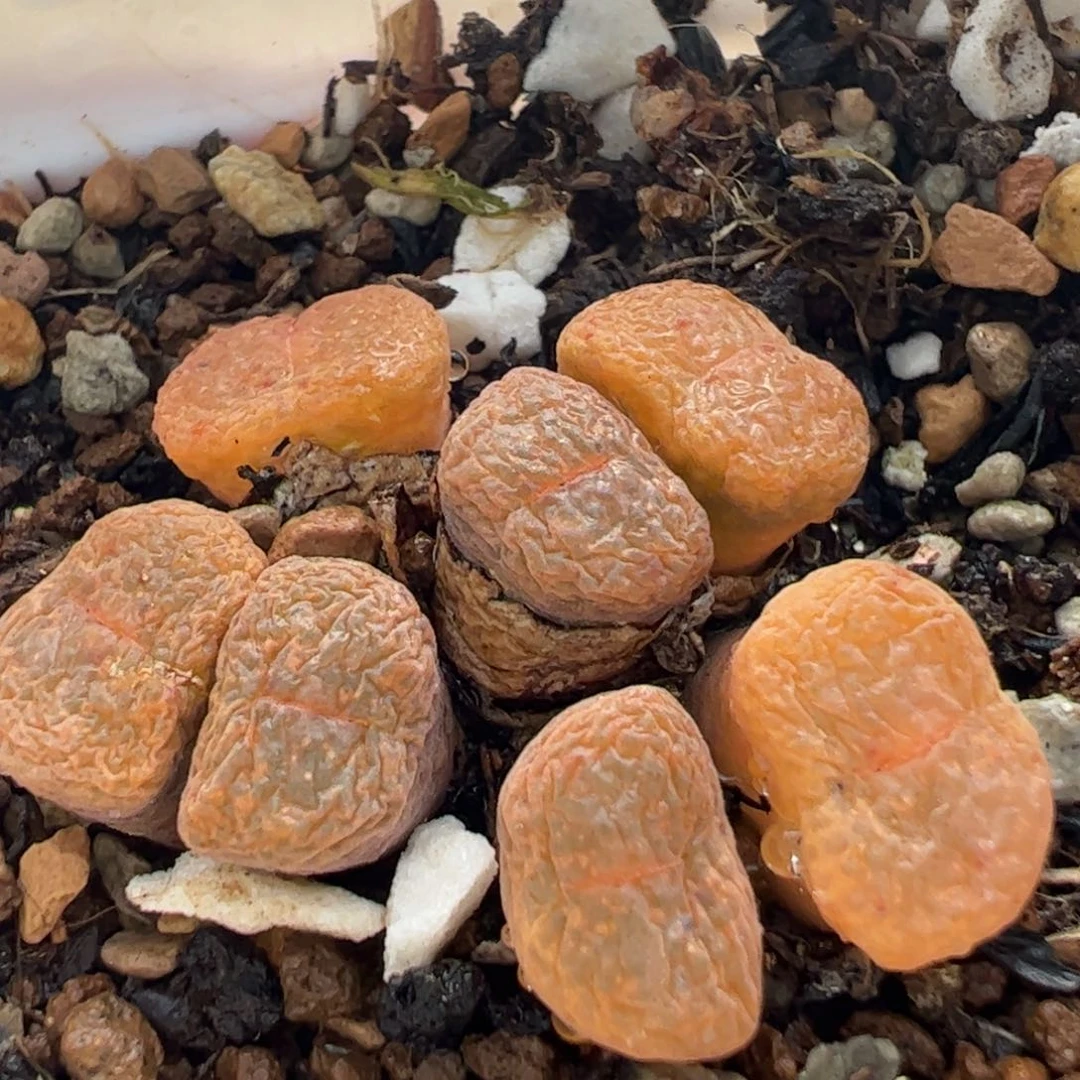 535多肉植物百科