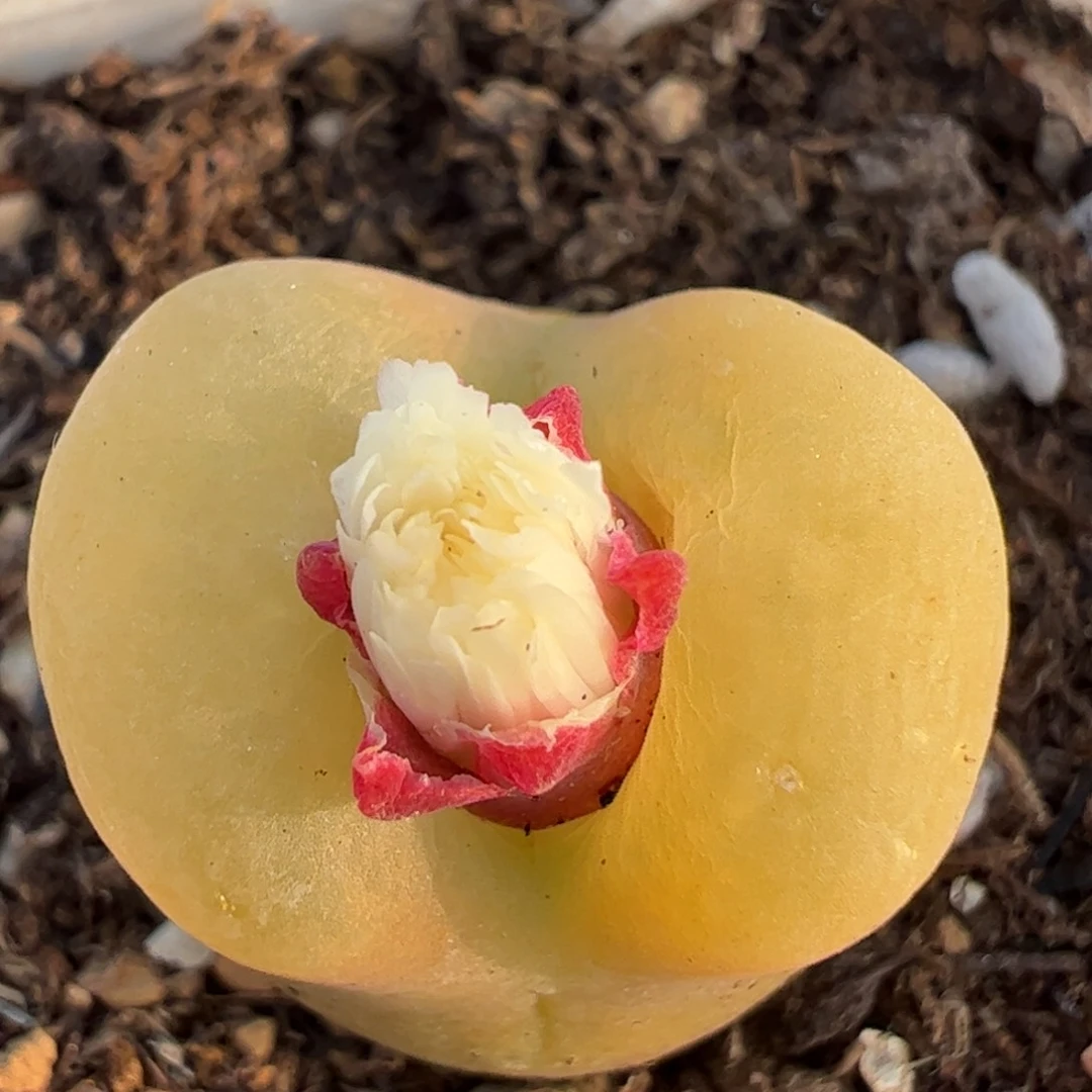 345多肉植物百科