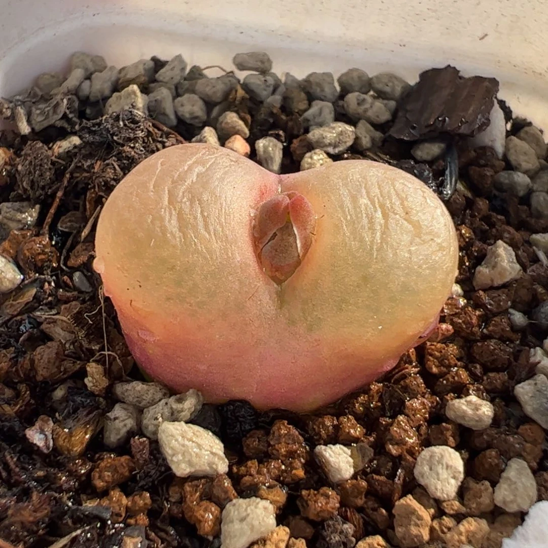 26092多肉植物百科