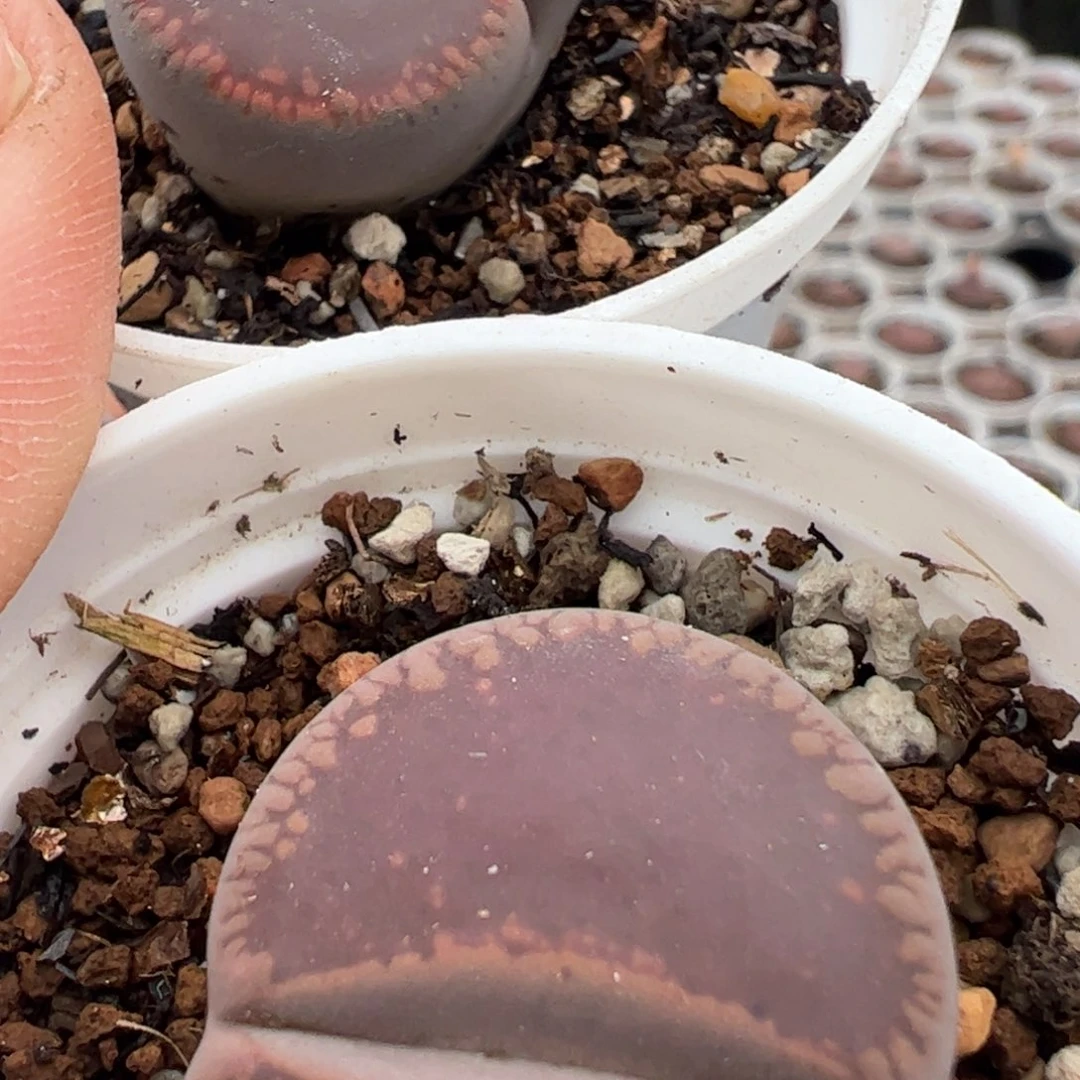 ?****?27多肉植物百科知识