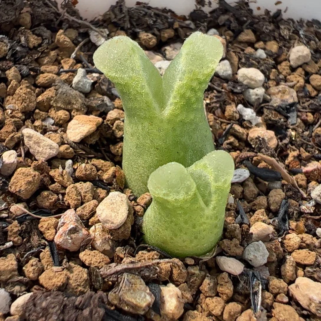 260171多肉植物百科