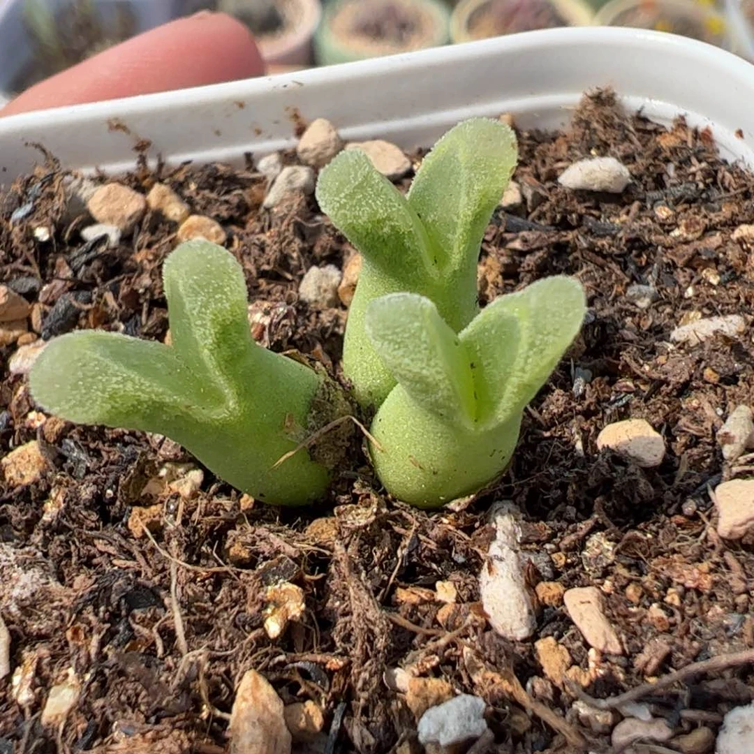 250120多肉植物百科