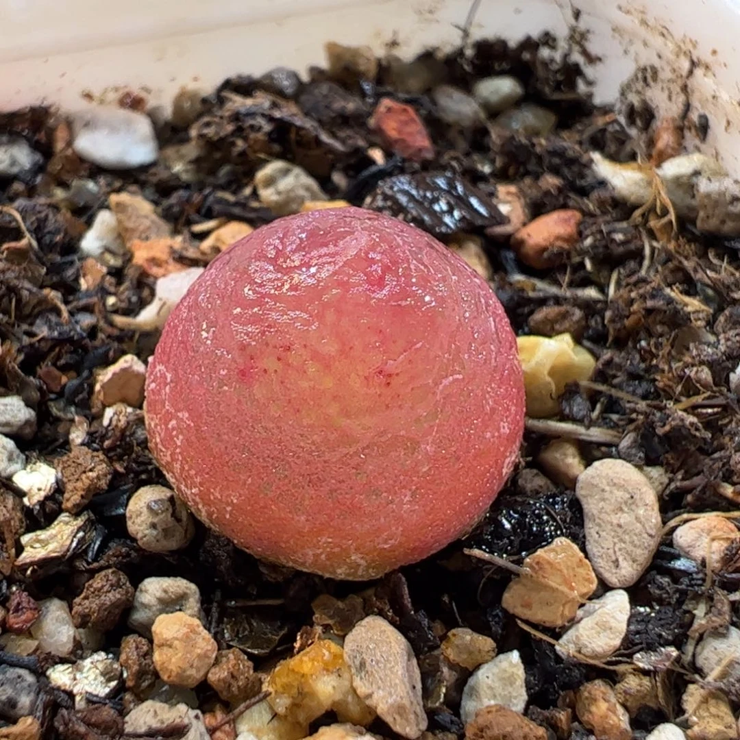 160121多肉植物百科