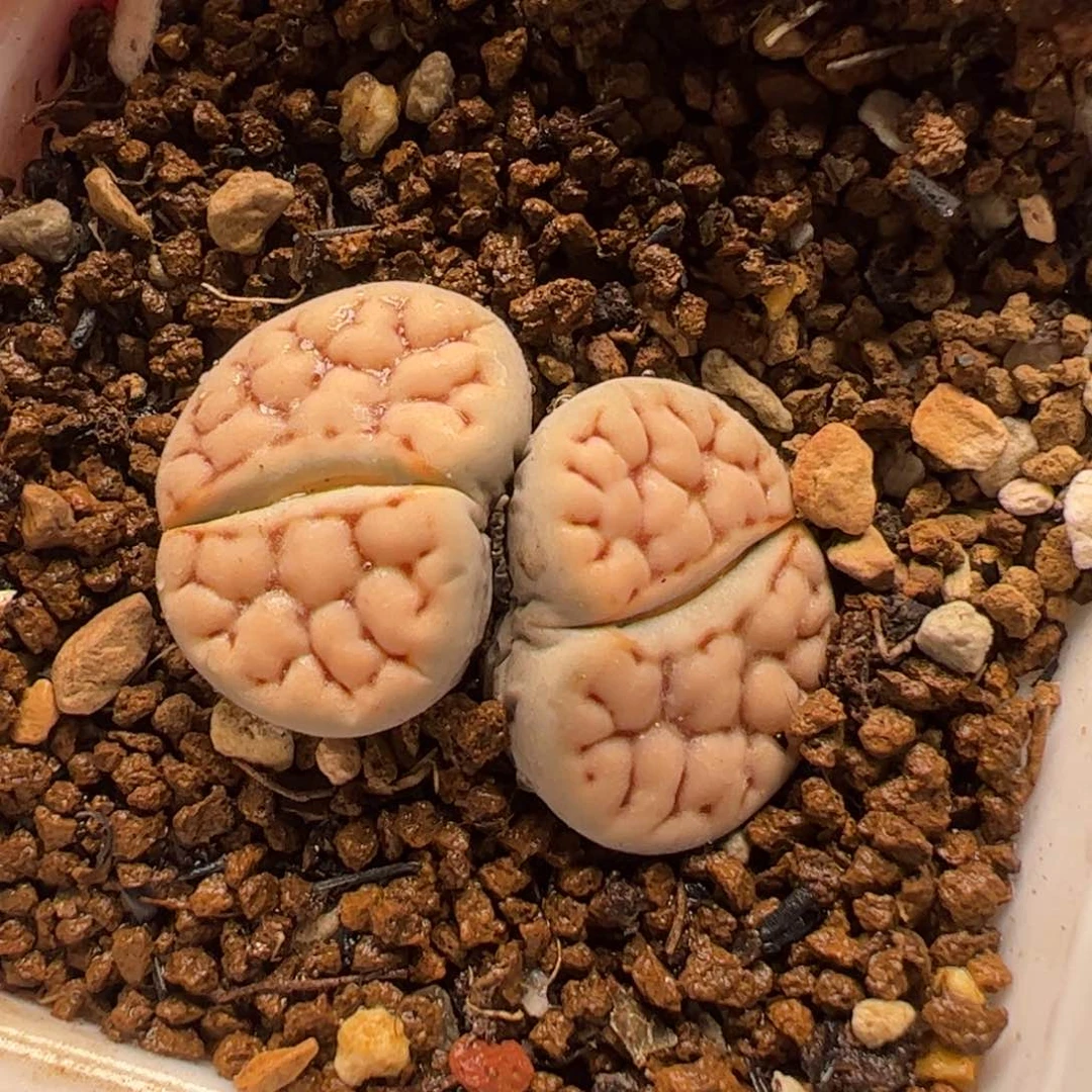 060168多肉植物百科