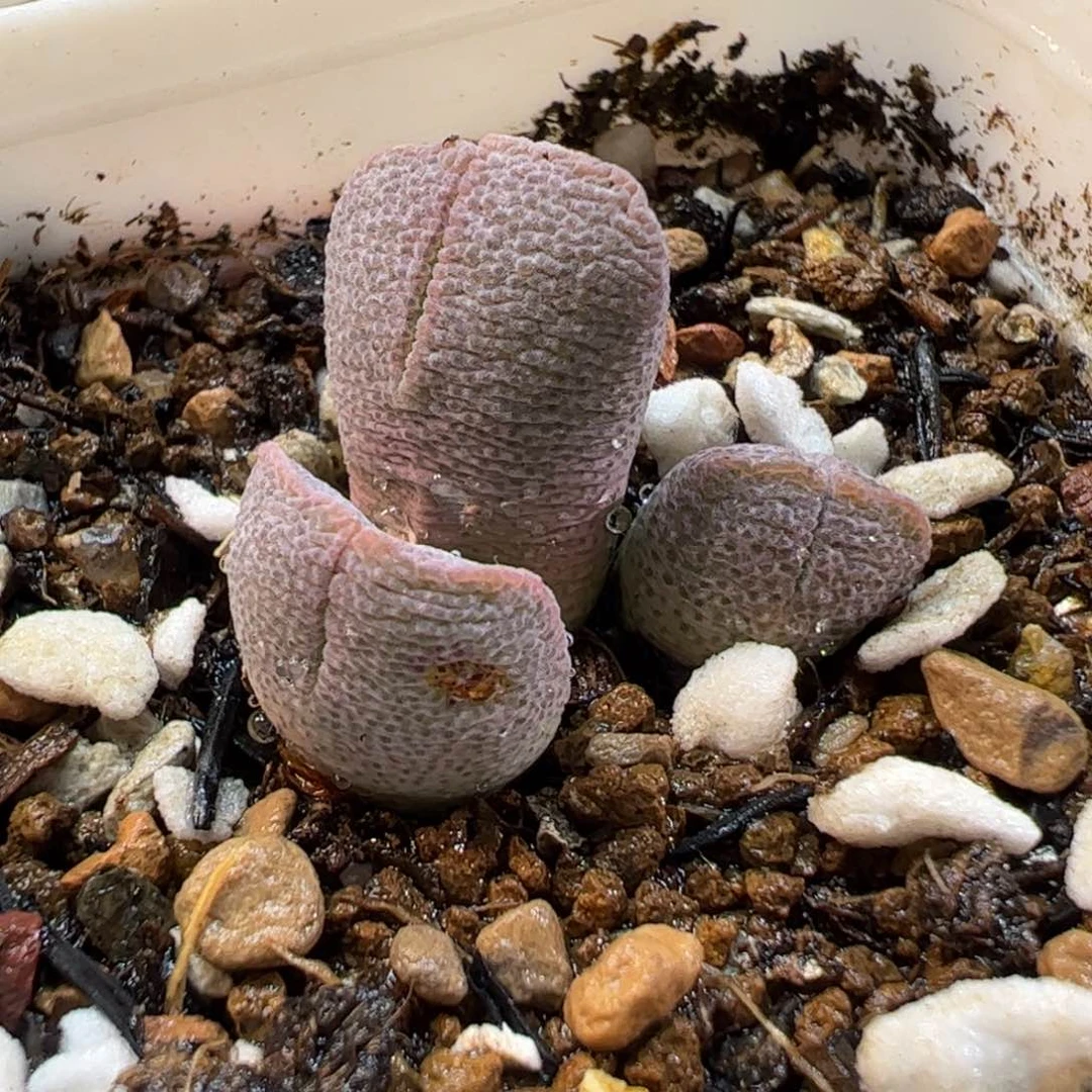 170179多肉植物百科